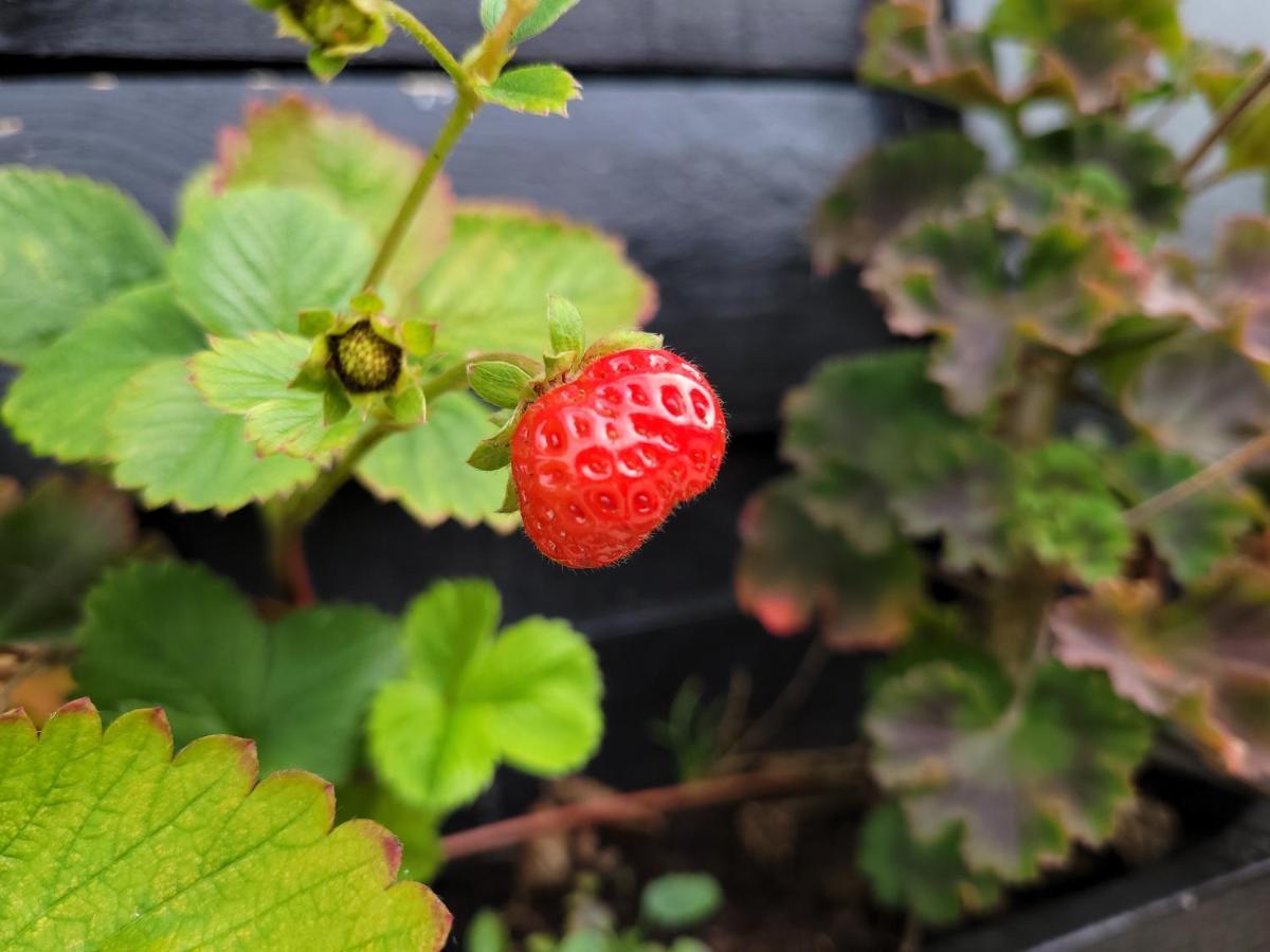 B&B Buutegeweun Sommelsdijk Екстер'єр фото